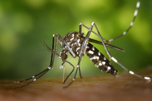 Moustique tigre : agissons pour limiter sa prolifération !